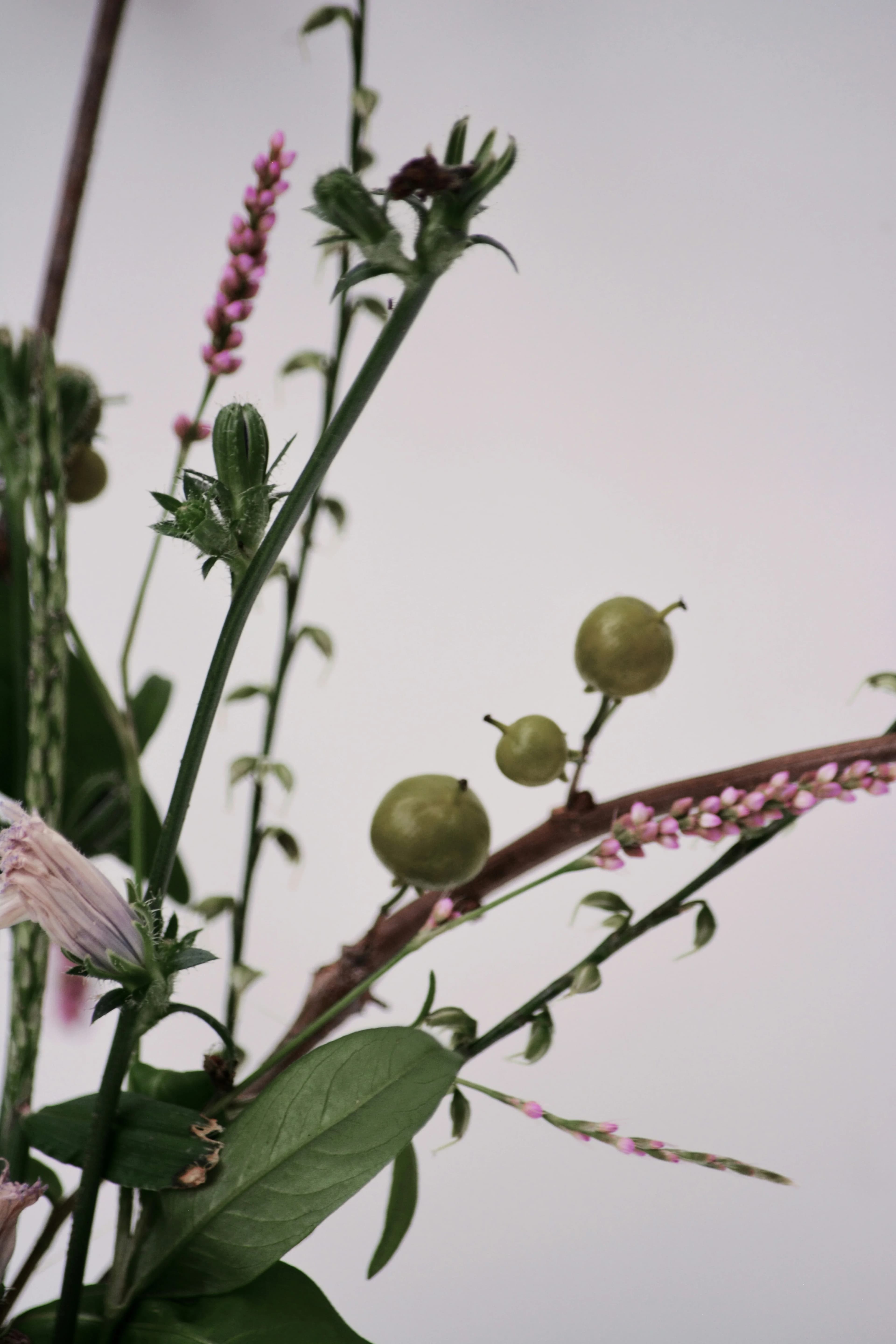 Natural botanicals used in our skincare formulations