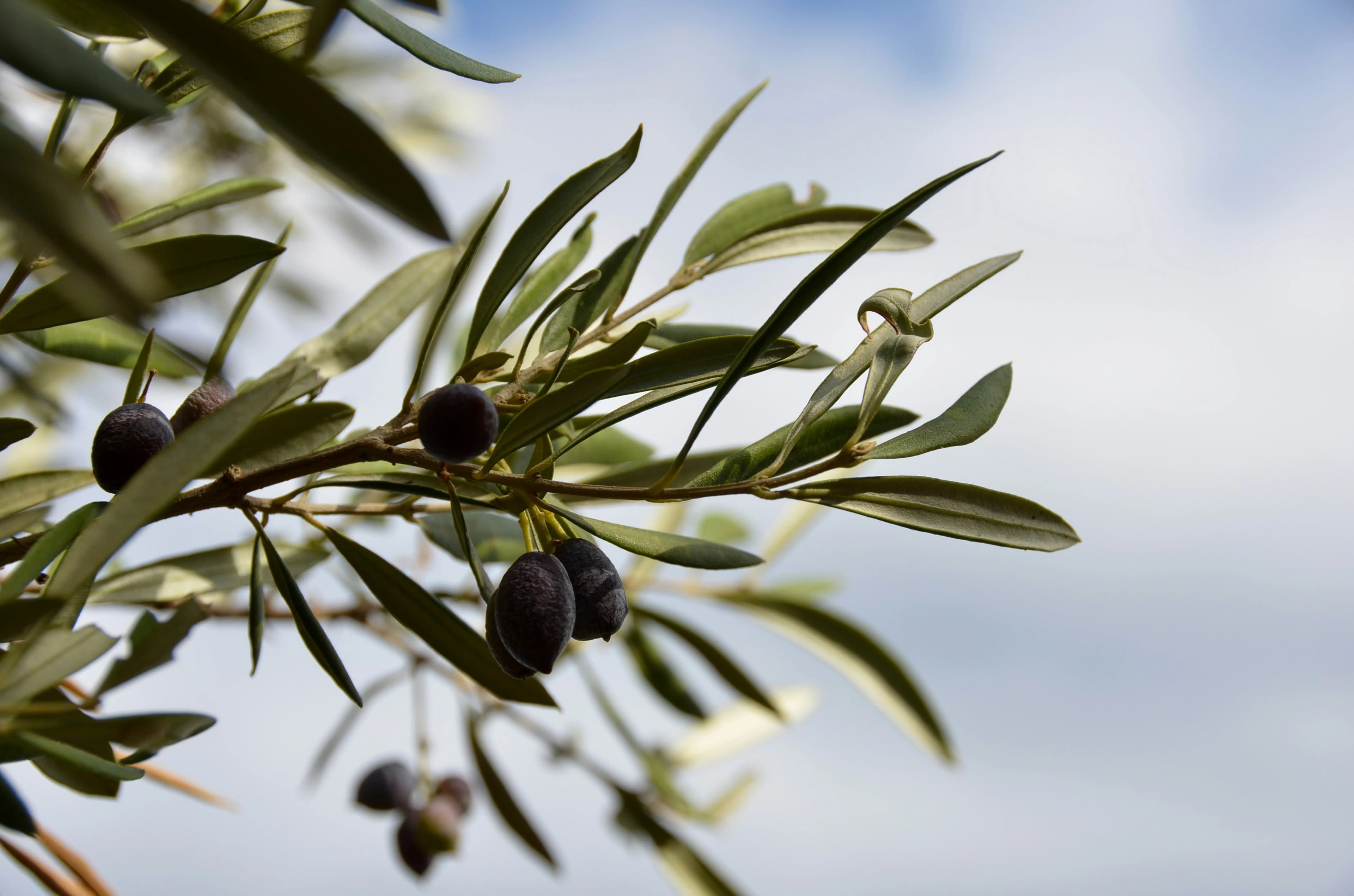 Olive branch from our family estate in Greece